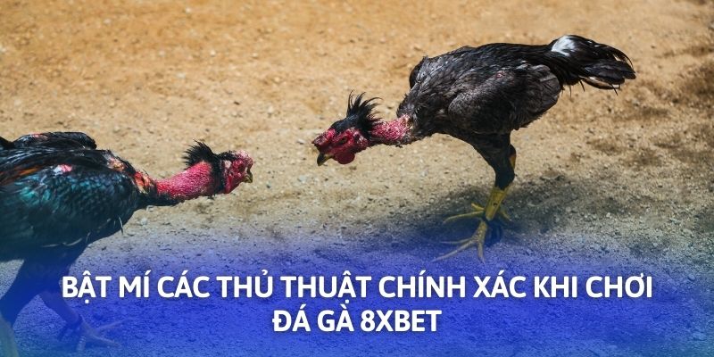 Bật mí các thủ thuật chính xác khi chơi đá gà 8XBET