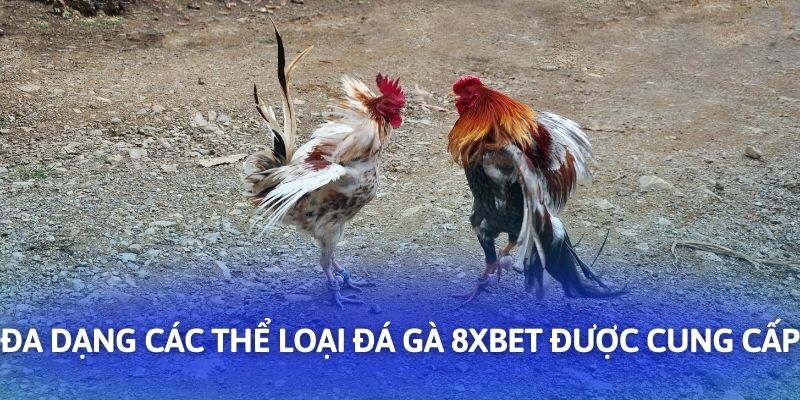 Đa dạng các thể loại đá gà 8XBET được cung cấp