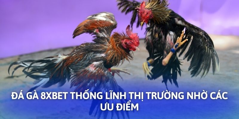 Đá gà 8XBET thống lĩnh thị trường nhờ các ưu điểm