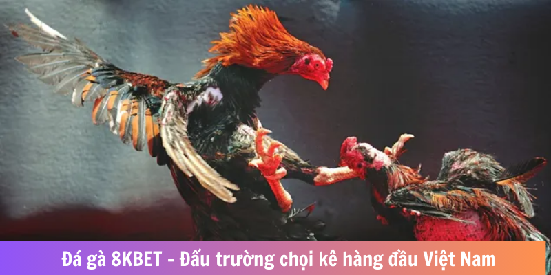 đá gà 8kbet