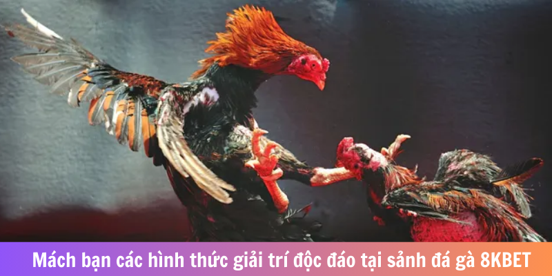 Mách bạn các hình thức giải trí độc đáo tại sảnh đá gà 8KBET