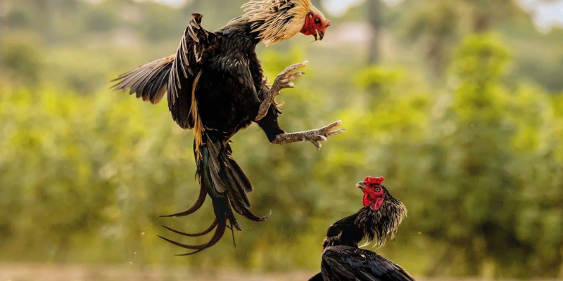 Nền tảng đá gà 12bet thu hút rất nhiều người chơi tham gia