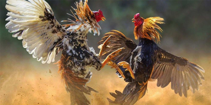 Những hình thức đá gà 12bet cung cấp cho người chơi